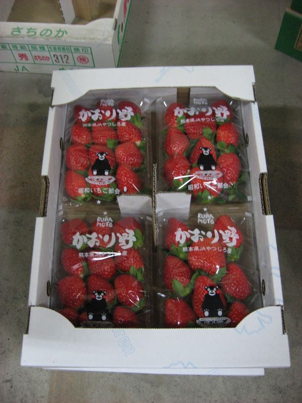 イチゴ新品種 かおり野 出荷 ｊａやつしろ 新着情報一覧 ｊａグループ熊本