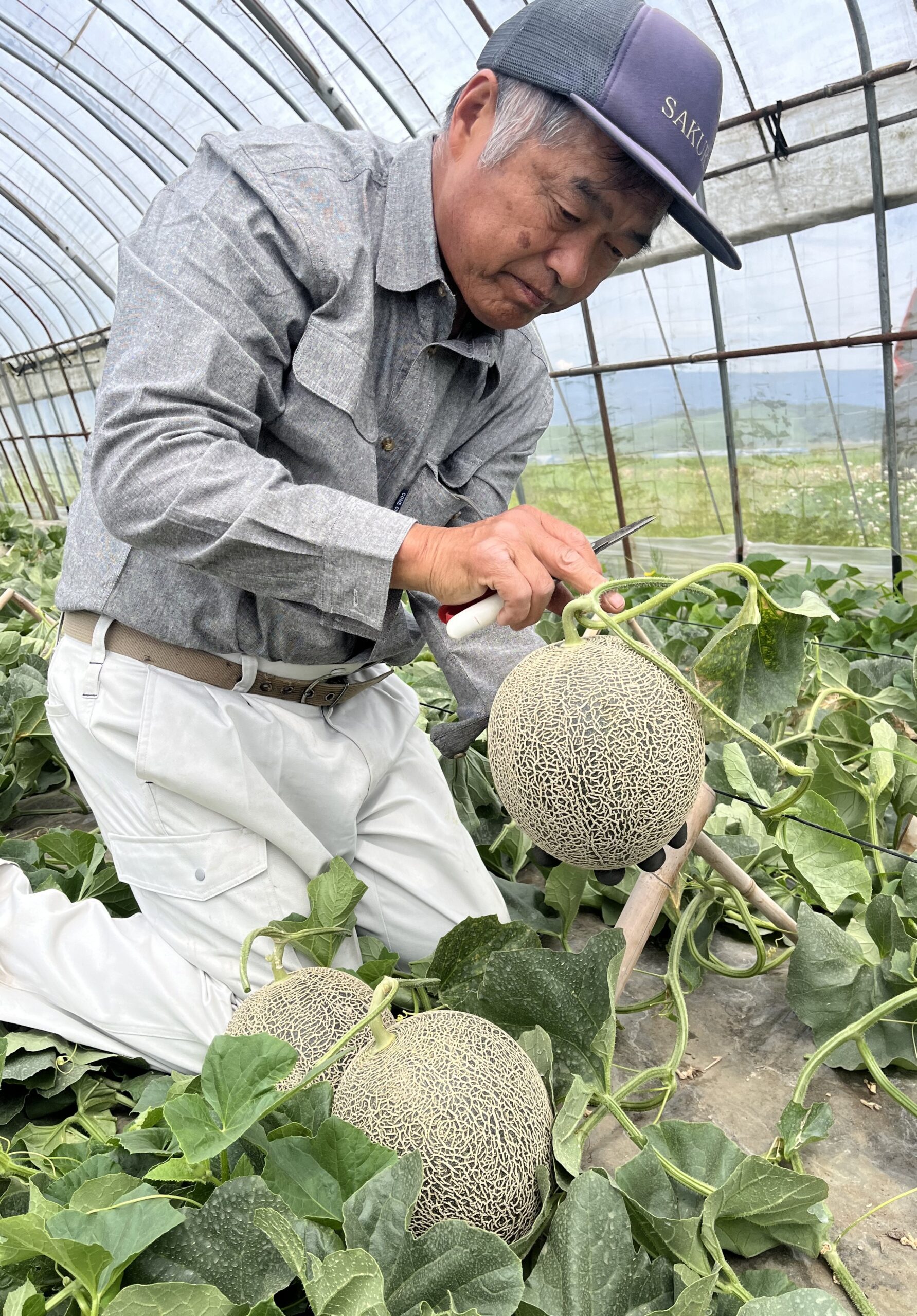 特産メロン「肥後グリーン」出来上々 ＪＡ阿蘇 | 新着情報一覧 | ＪＡグループ熊本