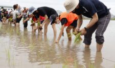 親子で農業体験　ＪＡ熊本市
