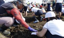 小学生にキャベツの定植体験開く　ＪＡ熊本市